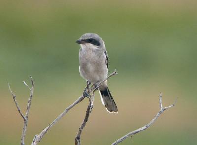 Loggerhead Shrike 0804-1j  Satus Pass Hwy