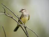 Western Kingbird 0804-1j  Toppenish Creek