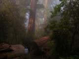 redwoods July
