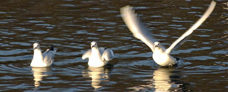 Starting gull