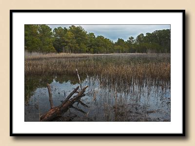 Winter Coastal Forest Landscape