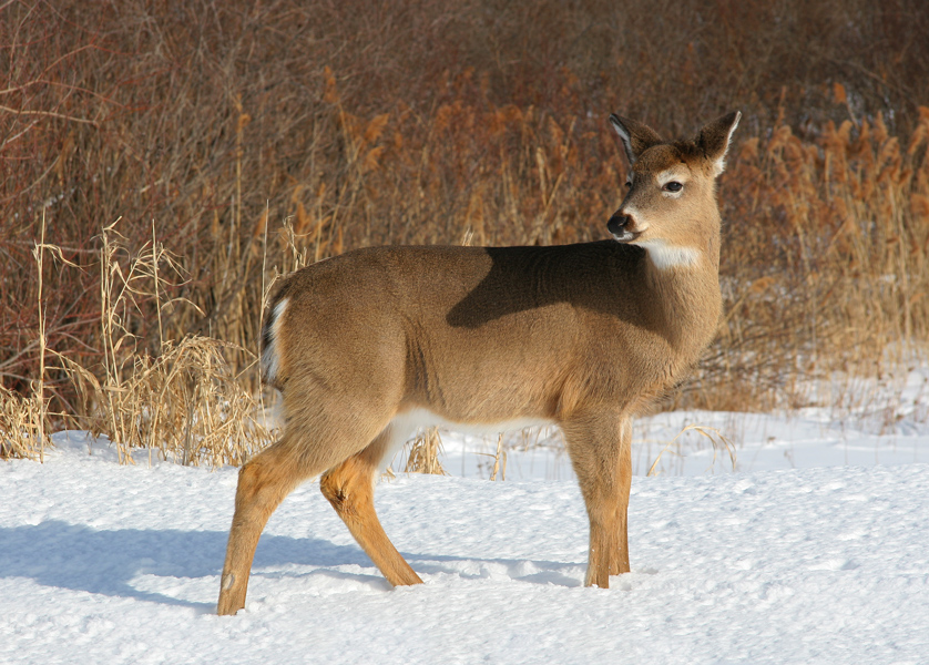 CERF DE VIRGINIE / WHITE TAILED DEER