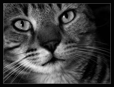 u40/pingupingu/medium/35165003.tigreportrait0004yeux.jpg