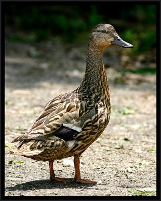 Pretty duck