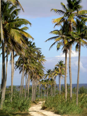 Road to Morgan Lewis beach- Barbados.jpg