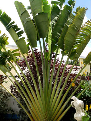 Palm- The Dolphin guest house garden- Dover beach.jpg