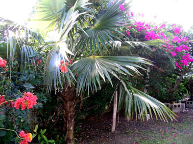 u40/placesandseasons/upload/35158691.GardenTheDolphinguesthouseBarbados.jpg