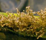unknow freshwater polyp on a Vallisneria leaf