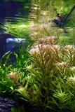 28th day - Limnophila aromatica -