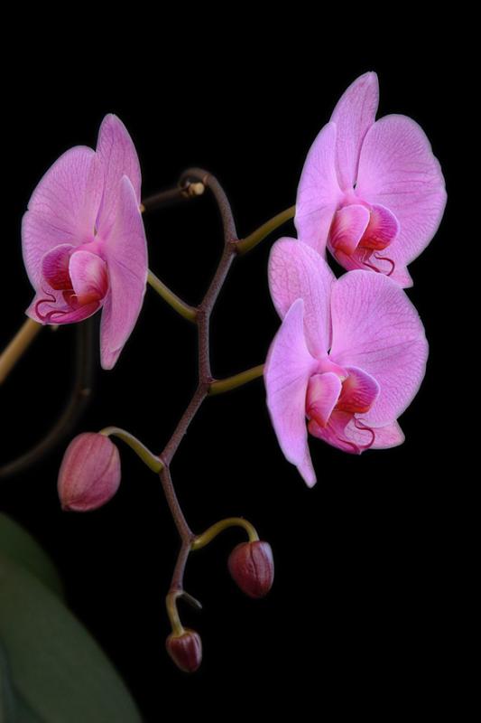 2005-02-24: Phalaenopsis Orchid
