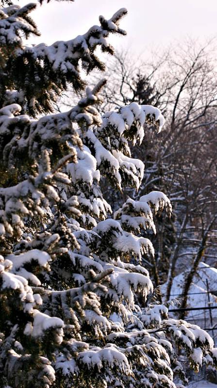 2005-02-25: Sun on Snow on Spruce