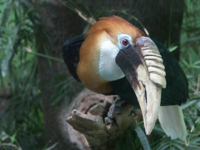 Birds