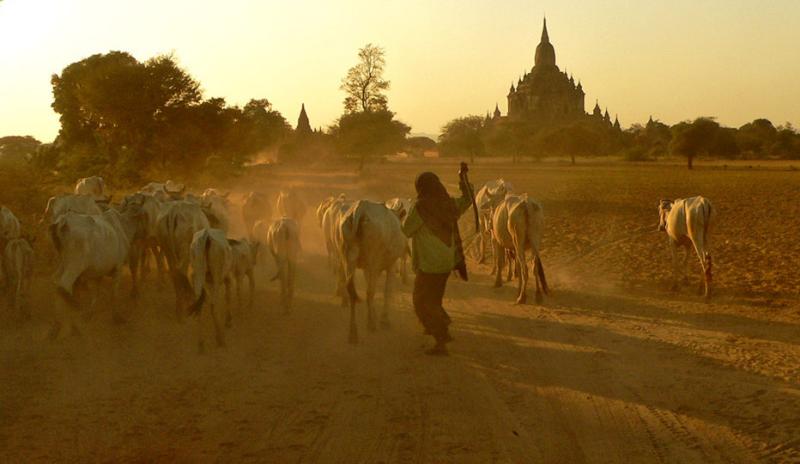 Moving the Herd, Bagan, Myanmar, 2005