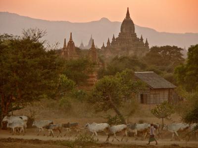 Evening Cattle Drive, Bagan, Myanmar, 2005