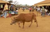 Bovine Visitor, Champasak Province, Laos, 2005
