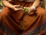 Bean Cutter, Luang Prabang, Laos, 2005