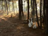 Threesome, Phonsavan, Laos, 2005