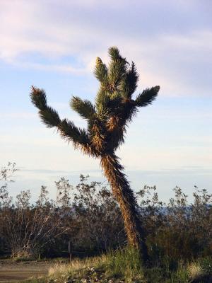 Late Afternoon Josua Tree In The Mojave Desert
