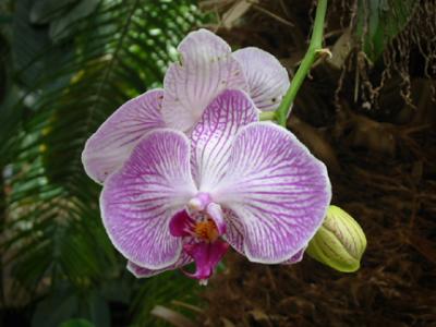 Purple and White Orchid