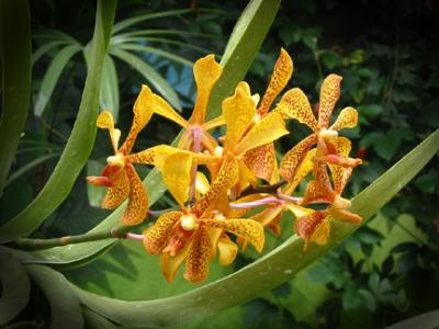 Orchid Cluster