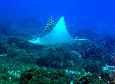 a nice spotted eagle ray