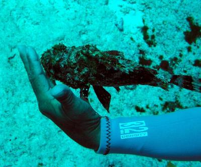 poisonous scorpionfish
