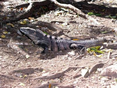 another iguana