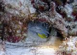 splendid toadfish