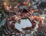 the queen of the king crabs