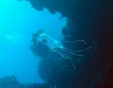 a tiny jellyfish