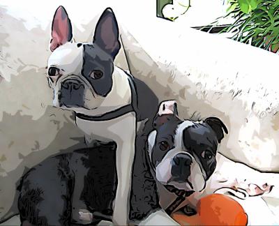 u40/pstewart/medium/25887910.twoterriers.jpg