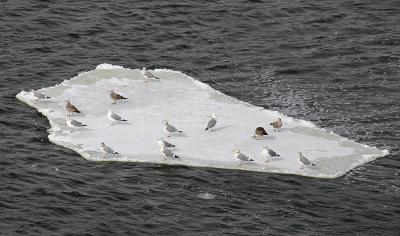 Gulls on Ice Raft