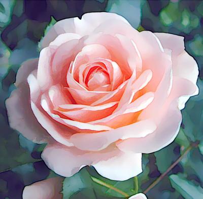 Clear Pink
