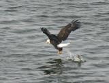 eagle-fish.jpg