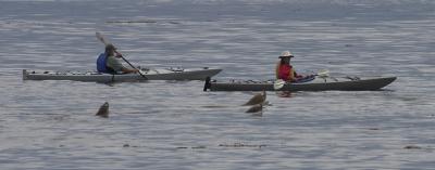Kayakers and Sea Lions.jpg