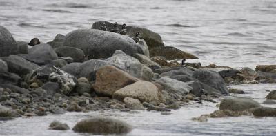 Harlequin Ducks.jpg