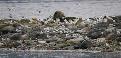 Bonapart Gulls.jpg