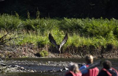 Juvenile Eagle Takes Off.jpg