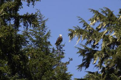 Eagle in tree.jpg