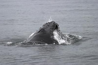 07-25-2004Another Lunge Feeding Humpback
