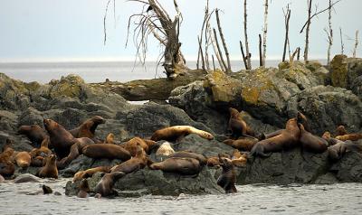 Sea Lions 2.jpg