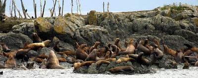 Sea Lions.jpg