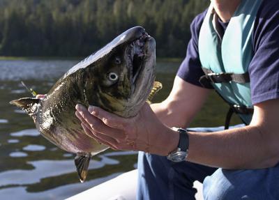 Chum or Dog Salmon