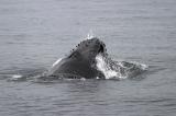 07-25-2004<br>Another Lunge Feeding Humpback