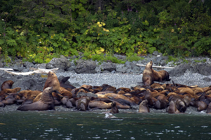 Sea Lions 3.jpg