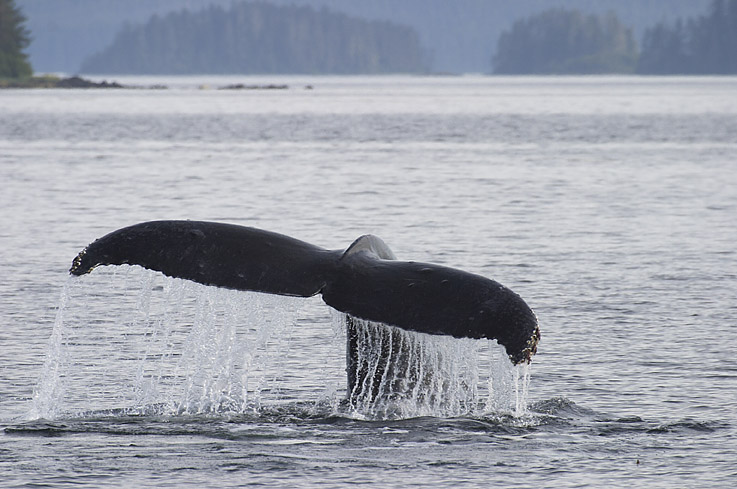 Wet Tail Dive.jpg