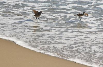 Sand Pipers