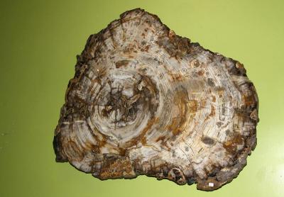 Petrified Wood Slab