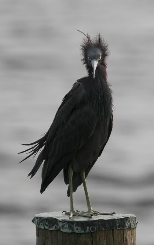 Littlr Blue Heron3.jpg