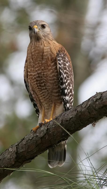 Red Shouldered Hawk2.jpg